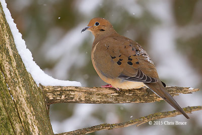 Mourning Dove