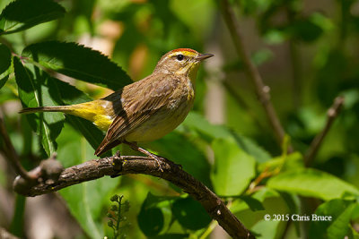 Palm Warbler