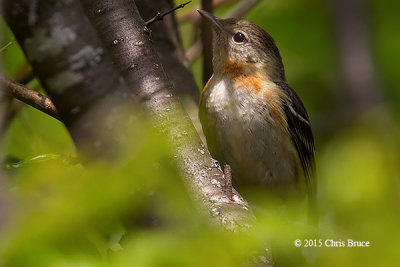 Bay-breasted Warbler (female)