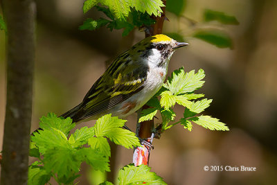 Chestnut-sided Warbler (female)