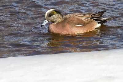 American Wigeon (male)