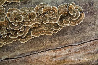 Bracket Fungi