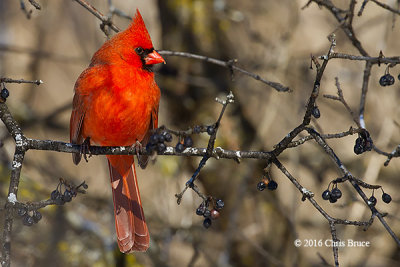 Northern Cardinal (male)