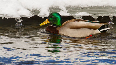 Mallard (male)