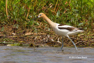 Shorebirds