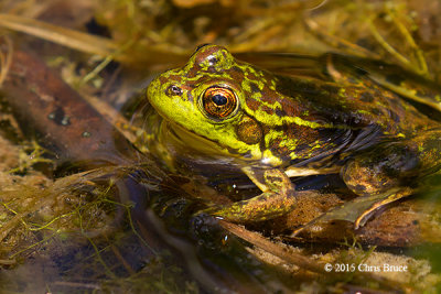 Mink Frog