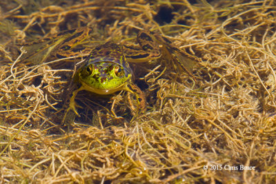 Mink Frog