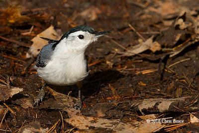 White-breasted Nuthatch