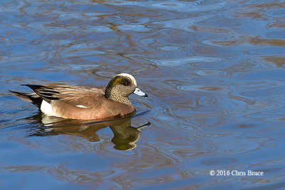 American Wigeon (male)