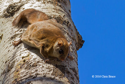 Northern Flying Squirrel