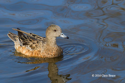 American Wigeon (female)