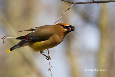 Cedar Waxwing