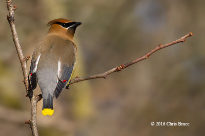 Cedar Waxwing