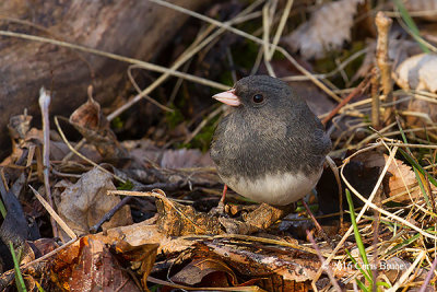 Dark-eyed Junco