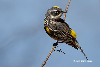 Yellow-rumped Warbler (male)