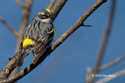 Yellow-rumped Warbler (male)