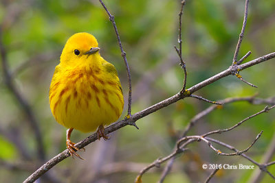 Yellow Warbler (male)