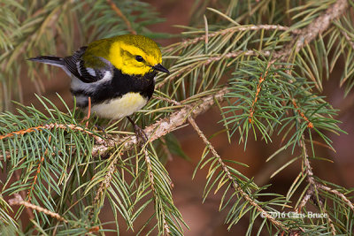 Black-throated Green Warbler (male)