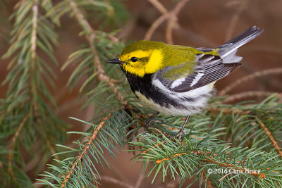 Black-throated Green Warbler (male)