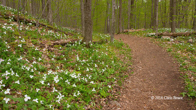 Spring Trilliums in Gatineau Park