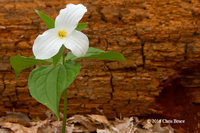 White Trillium (Trillium grandiflorum)