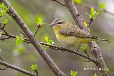 Philadelphia Vireo