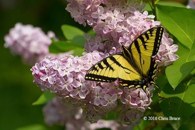 Canadian Tiger Swallowtail (Papilla canadensis)