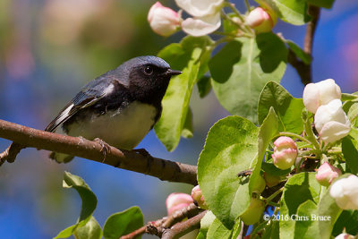 Black-throated Blue Warbler