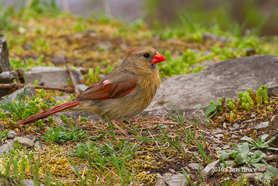 Northern Cardinal