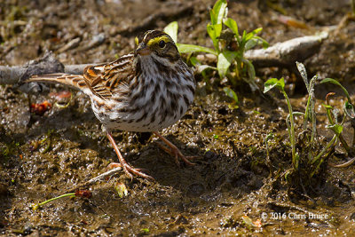 Savannah Sparrow