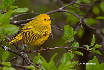 Yellow Warbler