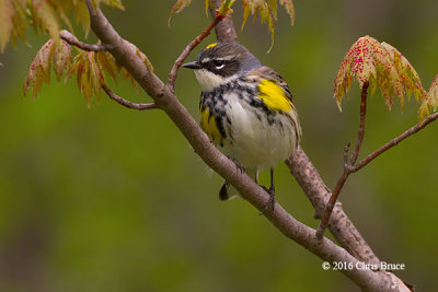 Yellow-rumped Warbler (female)