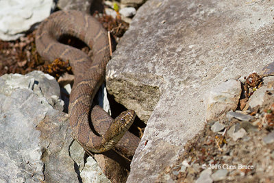 Northern Water Snake