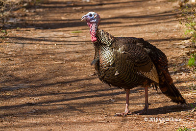 Wild Turkey