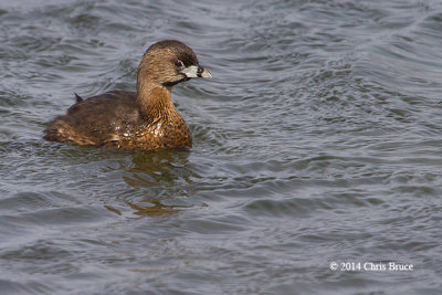 Pied-billed Grebe