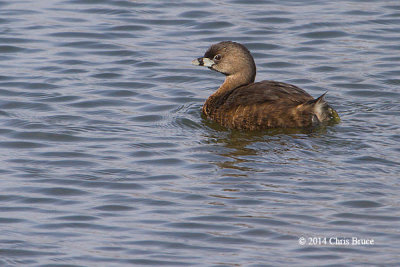 Pied-billed Grebe