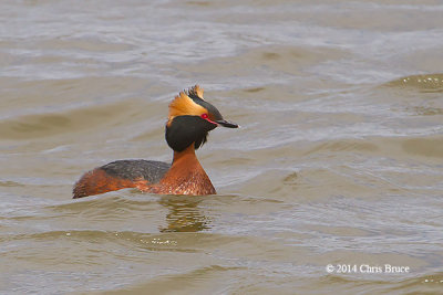 Loons, Grebes & Cormorants