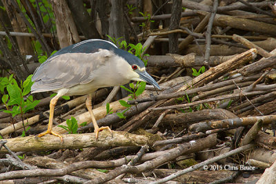 Black-crowned Night Heron