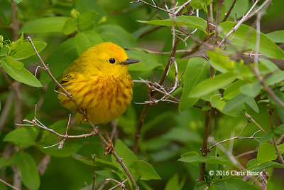 Yellow Warbler (male)