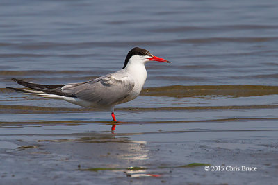 Gulls & Terns