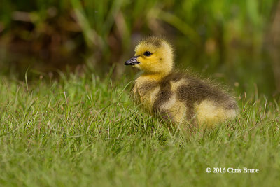 Canada Goose Gosling