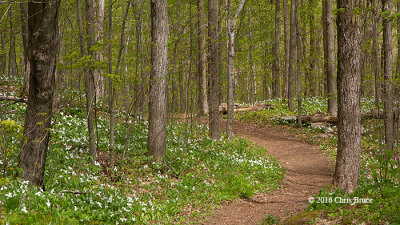 Lauriault Trail (Gatineau Park)