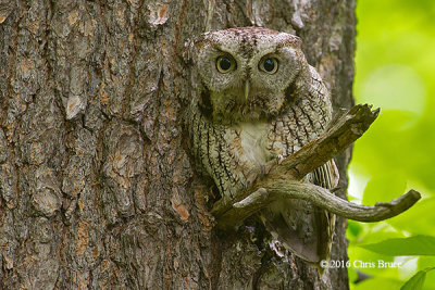 Eastern Screech Owl