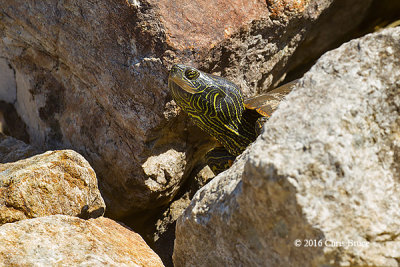 Northern Map Turtle