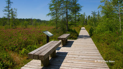 Mer Bleue Boardwalk