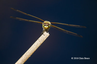 Four-spotted Skimmer (Libellula quadrimaculata)