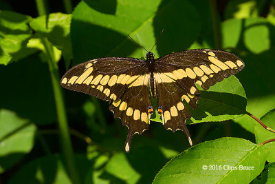 Giant Swallowtail (Papilla cresphontes)