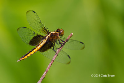 Widow Skimmer (Libellula luctuosa)