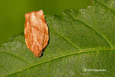 Oblique-banded Leafroller (Choristoneura rosaceana)