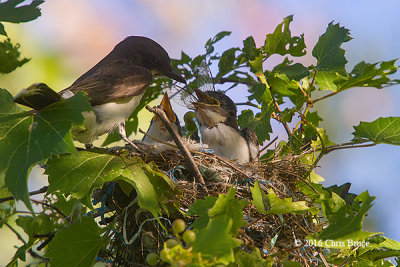 Eastern Kingbird Nest